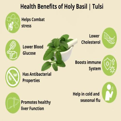 Tulsi Leaf Powder
